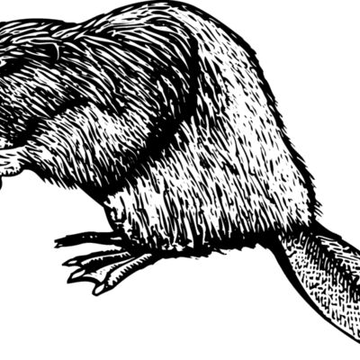 BEAVER01 Thumbnail