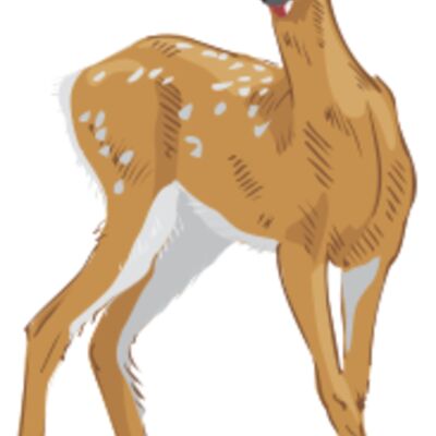 fawn Thumbnail