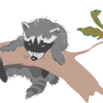 racoon Thumbnail
