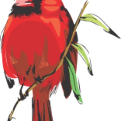 cardinal Thumbnail